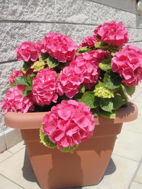 Hotel Garden Viareggio Exterior foto